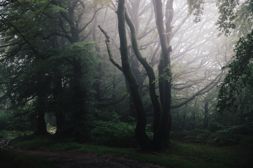 ardley:Quantock Forests, SomersetPhotographed by Freddie Ardley | website | instagram