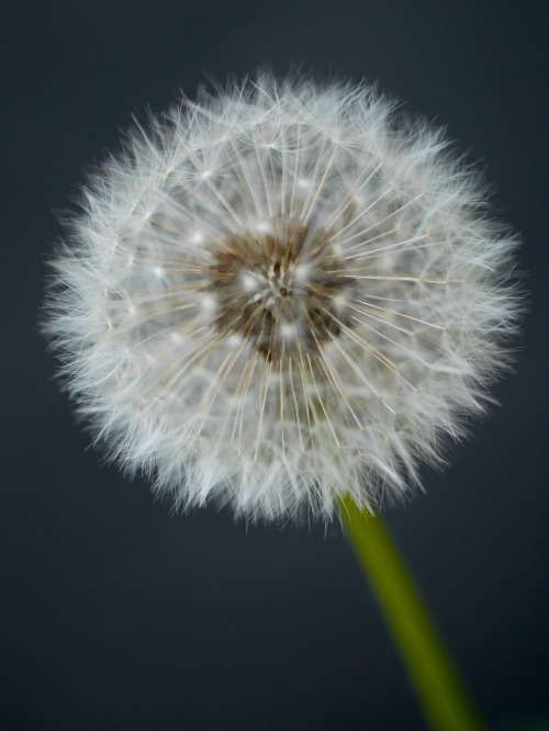 Taraxacum officinale “Common Dandelion” Asteraceae (Compositae)Missoula, MTMay 2, 2016Robert NieseGe