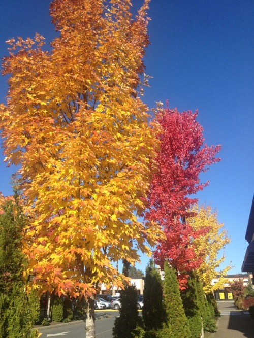 chronickarma:so much colour!