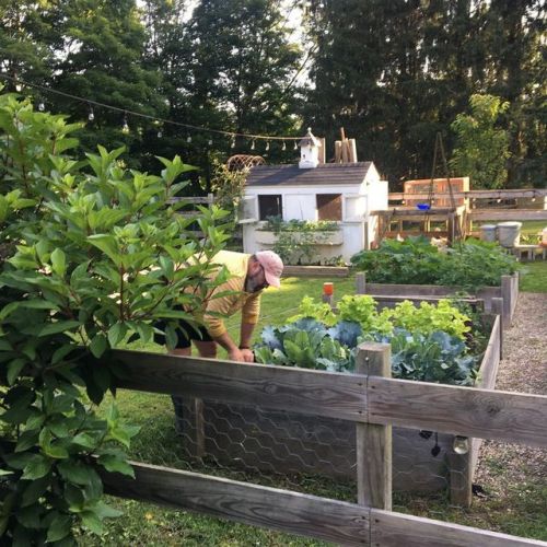 A little morning gardening. . #growfoodnotlawns #newtowngarden (at Newtown, Connecticut) www