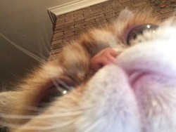 adventuresofpeanut:  Selfies 