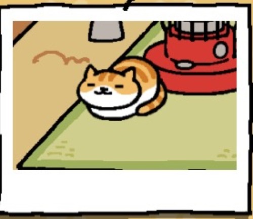 thickboys:When cats do this pose reblog if u agree