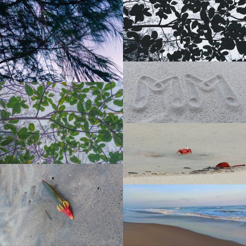 Trees are poems that the earth writes upon the sky and ocean 🌈🦀🌊🏖♥️🌴♡