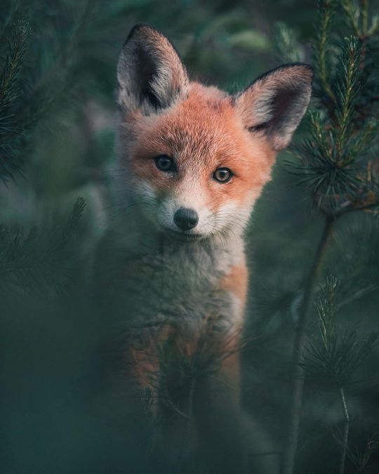 lifes-lens:“Fox Cub” by Konsta Punkka