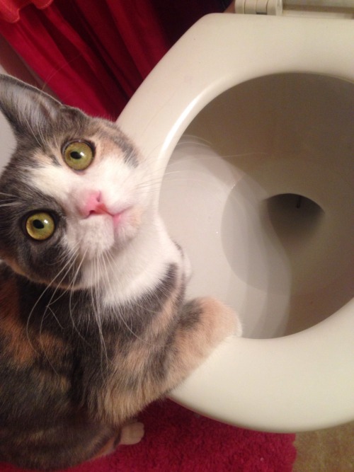 epicvmars:I caught her putting a bobby pin in the toliet