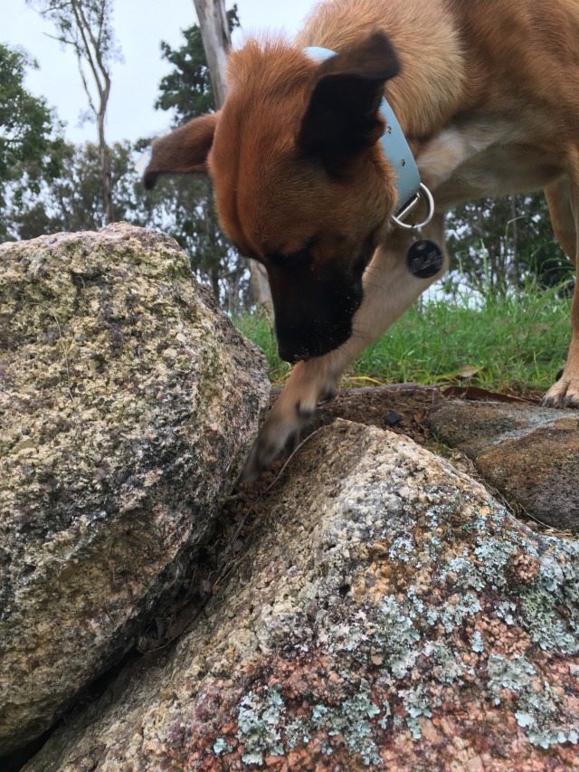 a sable brown kelpie mix dog that closely resembles a dingo. she is sticking her paw in between two rocks and looking confused