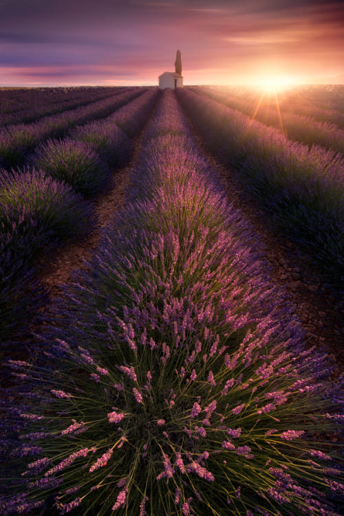 enchanting-landscapes: Back in Lavender time by Yuichi Sahacha