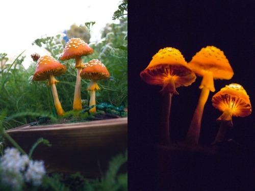 sosuperawesome:Mushroom Night Lights by The Snowmade on Etsy 