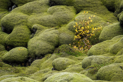 annemckinnell: Iceland: Moss and LavaThe moss grows like a thick cozy blanket on top of the rough la
