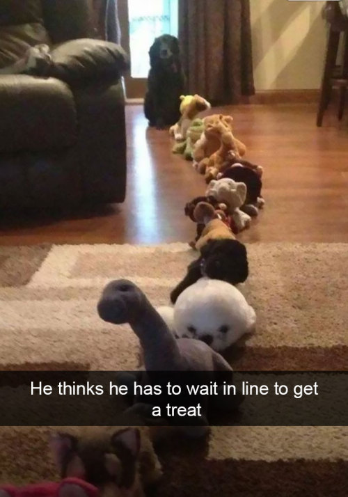 wwinterweb:Funny Dog Snapchats (see 12 more)