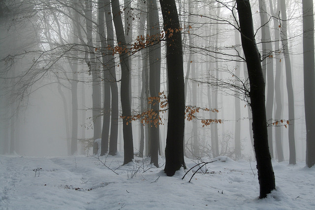 90377:  Winterwalk by Mikele67 on Flickr.