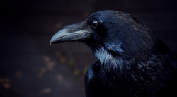 iheartcrows:  Raven by BlackCynnamon 