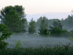 ramblingvegans:  Every once in a while it’ll be really misty in the morning behind our house.  We love when it happens!  It looks so cool.   