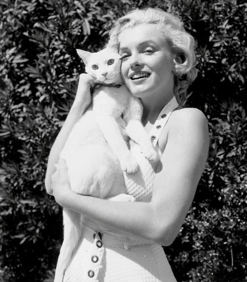 oldhollywoodfilms: Marilyn Monroe and a feline adult photos