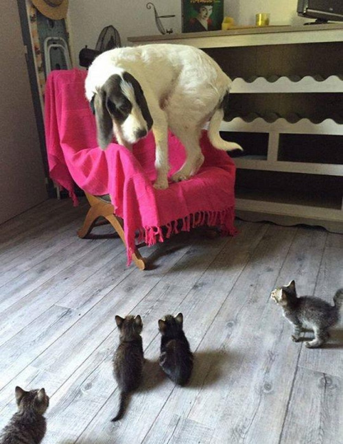 cute-overload:  Send help!http://cute-overload.tumblr.com source: http://imgur.com/r/aww/nHyMfAk