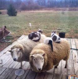 awwww-cute:  Cats on sheeps. That is all.