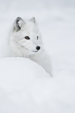 wonderous-world:  Snow Queen by Andy Astbury