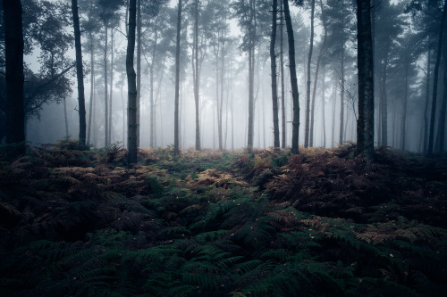 ardley: The Heart of the Forest Photographed by Freddie Ardley 