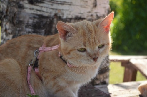 takun08:Both cats are picked up from the streetBoth cats are wonderful &lt;3That cream colored cat looks like a sandcat 