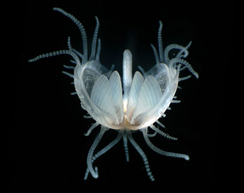 mizisham:  Gregory Rouse Juvenile bivalve mollusc, Lima sp. (10x) by flafleeflo on
