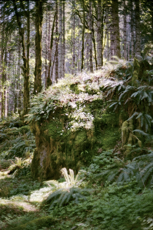 the69thdimension: Sinking deep into the forest… Kodak Pro 400 // Leica M5 