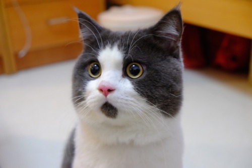 mymodernmet: Banye, an adorable 11-year-old British Shorthair who lives in Shanghai with his owner w