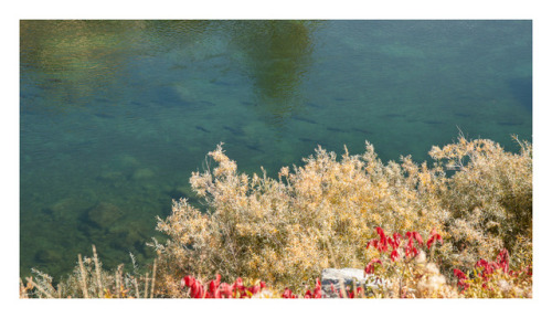 Salmon in the Methow River. The most beautiful sight.Highway 20, WA2017