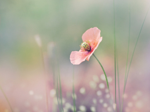 Papaver Rhoeas by Emi Fujimoto on Flickr.