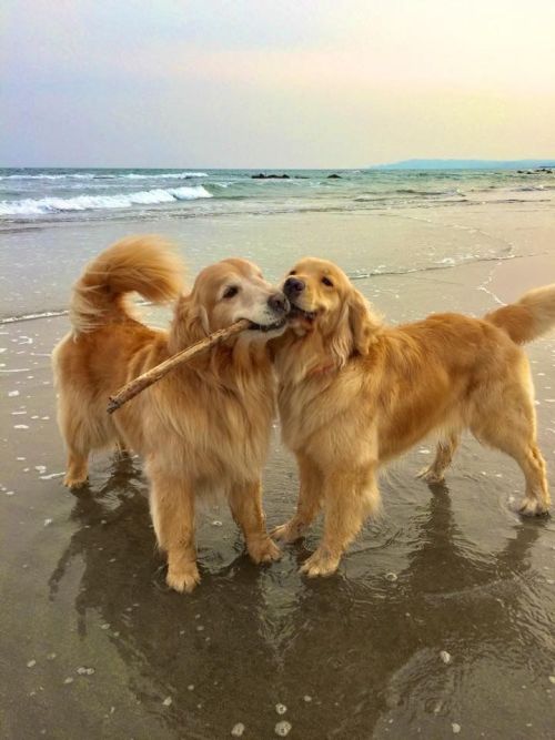 Gorgeous goldens on a beach.