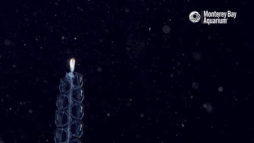 A siphonophore swimming
