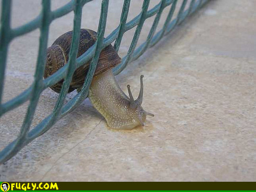 Porn Pics Eep! (O_O) Snail fail