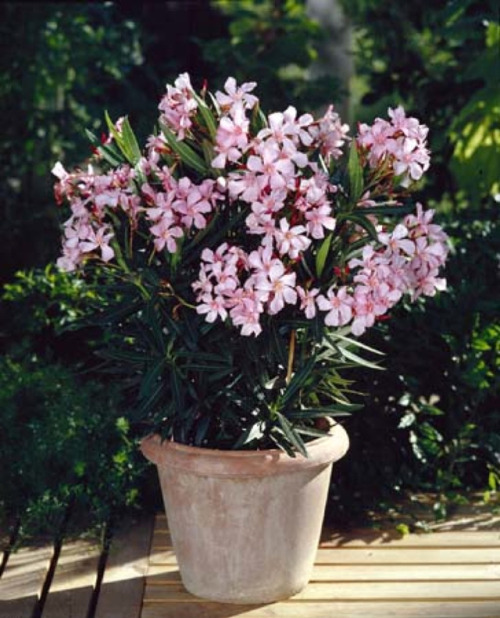 sevenpencee: Oleander (Nerium oleander) is a beautiful flowering shrub, grown for ornamental purpos