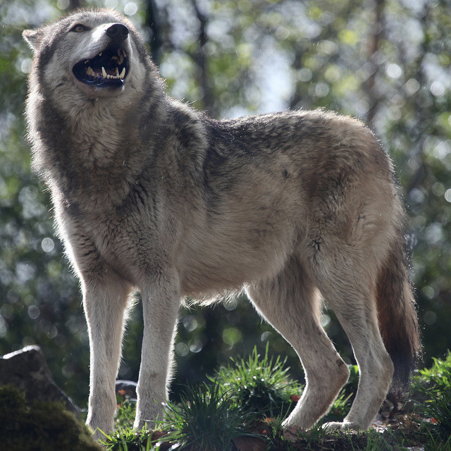 w-o-l-f&ndash;g-i-r-l:  Grey wolf by  Gary Wilson แกรี่ วิลสัน