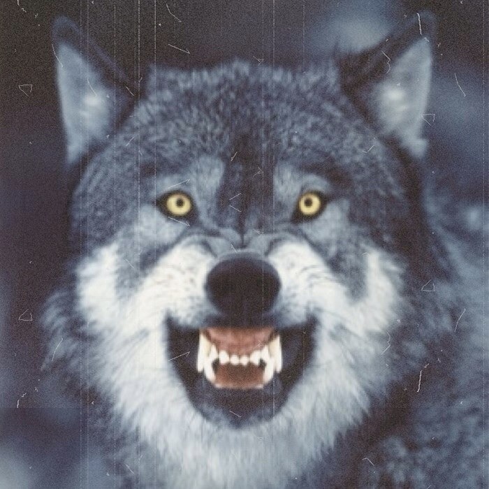 Simile&hellip;&hellip;   THEWOLF