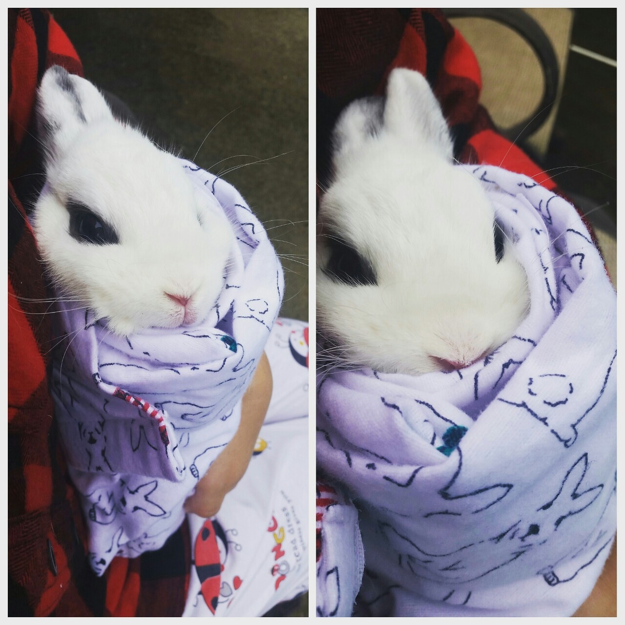 pycbunnies:  Bunny Coco in bunny blanket. Perfect for lounging inside a rainy day.
