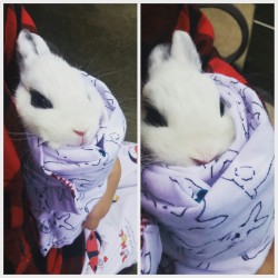 pycbunnies:  Bunny Coco in bunny blanket.