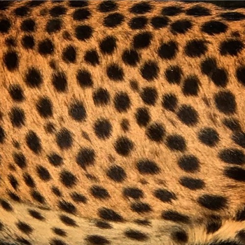 Cheetah spots #cheetah #bigcat #cat #cats #kitty#yourcatphoto #purrrtastic#bestmeow #pleasentcat