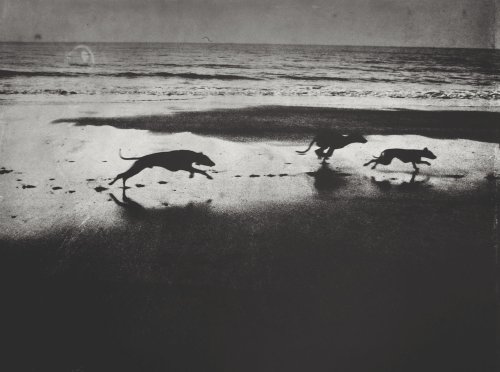 henk-heijmans:Maria’s dogs, 2000 - by Sarah Moon (1941), French