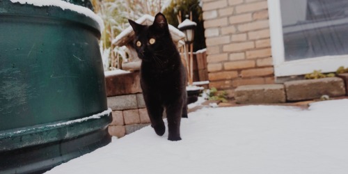 dion-photos: First time playing in the snowJanuary, 2017