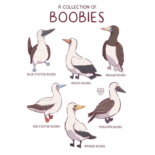 melissajanart: 078/265A collection of Boobies. Do you have a favourite?