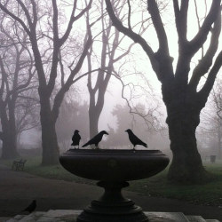 requiem-on-water:  The Birds  by  David Sim