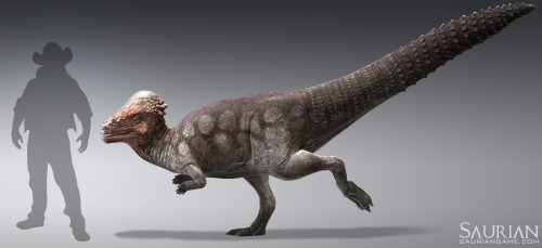 grimchild: saurian-game: Finally its time to show our Pachycephalosaurus!  Being one of our fou