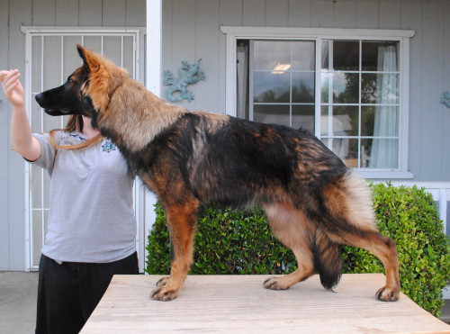 Year old german shepherd