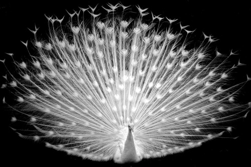 Albino Peacock, at St. John the Divine in New YorkTimothy Riley