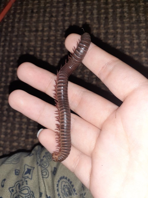 Unfortunately I Found That One Of My Millipedes Had Drowned In The Water Dish. I Decided To Preserve