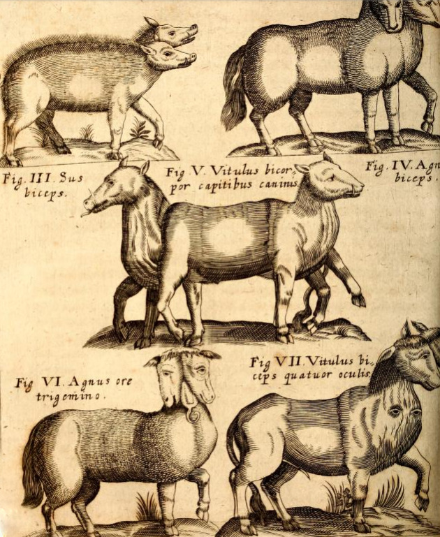 magictransistor: Gaspar Schott. Physica Curiosa, Mirabilia Naturæ et Artis. 1662.