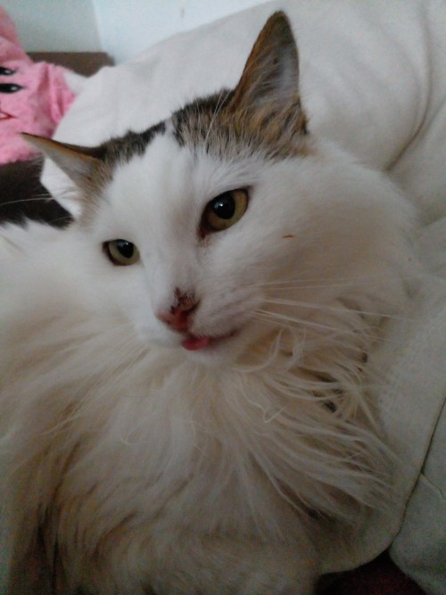 My Cat Just Got Euthanized. She Had Cancer.