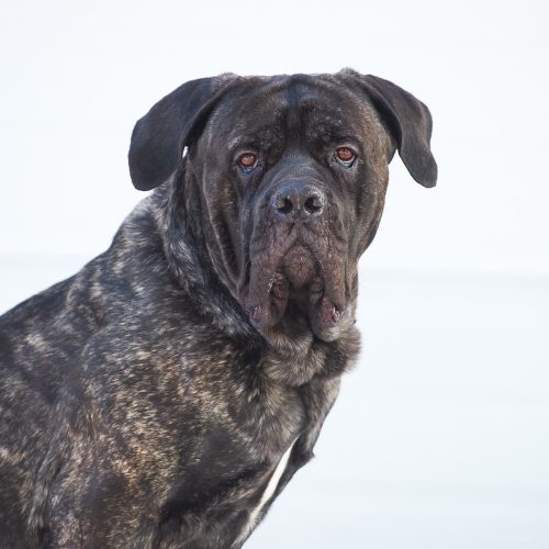 Duke,(3-y-o), Italian Mastiff, Exchange District, Winnipeg. • “He’s pretty chill — protective.” #Ani