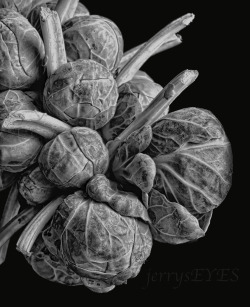 &ldquo;Brassica oleracea cv brussels sprouts&rdquo; the most vile of vegetablesbut very photogenic