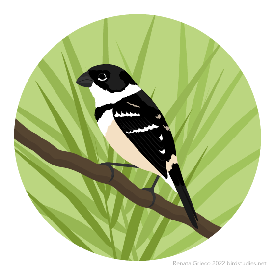 A finch-like bird with a white throat, chest, wing patches, and crescent under its eye, a tan underside, black band across its chest, and dark grey bill and legs perches on a slanted branch in front of grasses, against a light green background